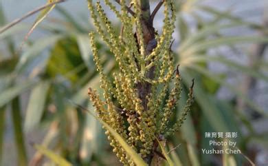 茶馬椰子屬